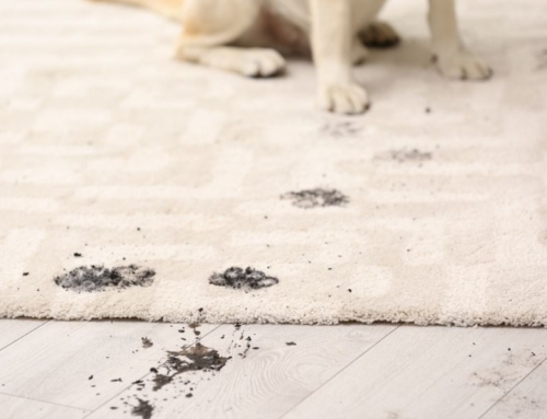 Protect and Revitalize Your Rugs with Evergreen Carpet Care