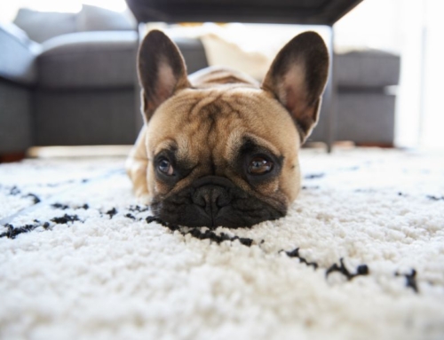 How Your Home Benefits From Area Rugs & Professional Cleaning